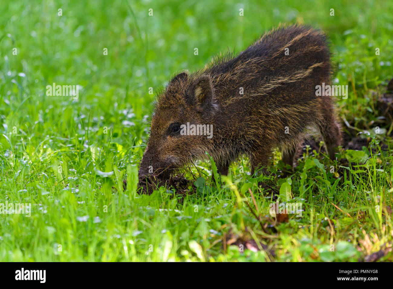 Wild boar, Sus scrofa, piglet, Hesse, Germany Stock Photo Alamy