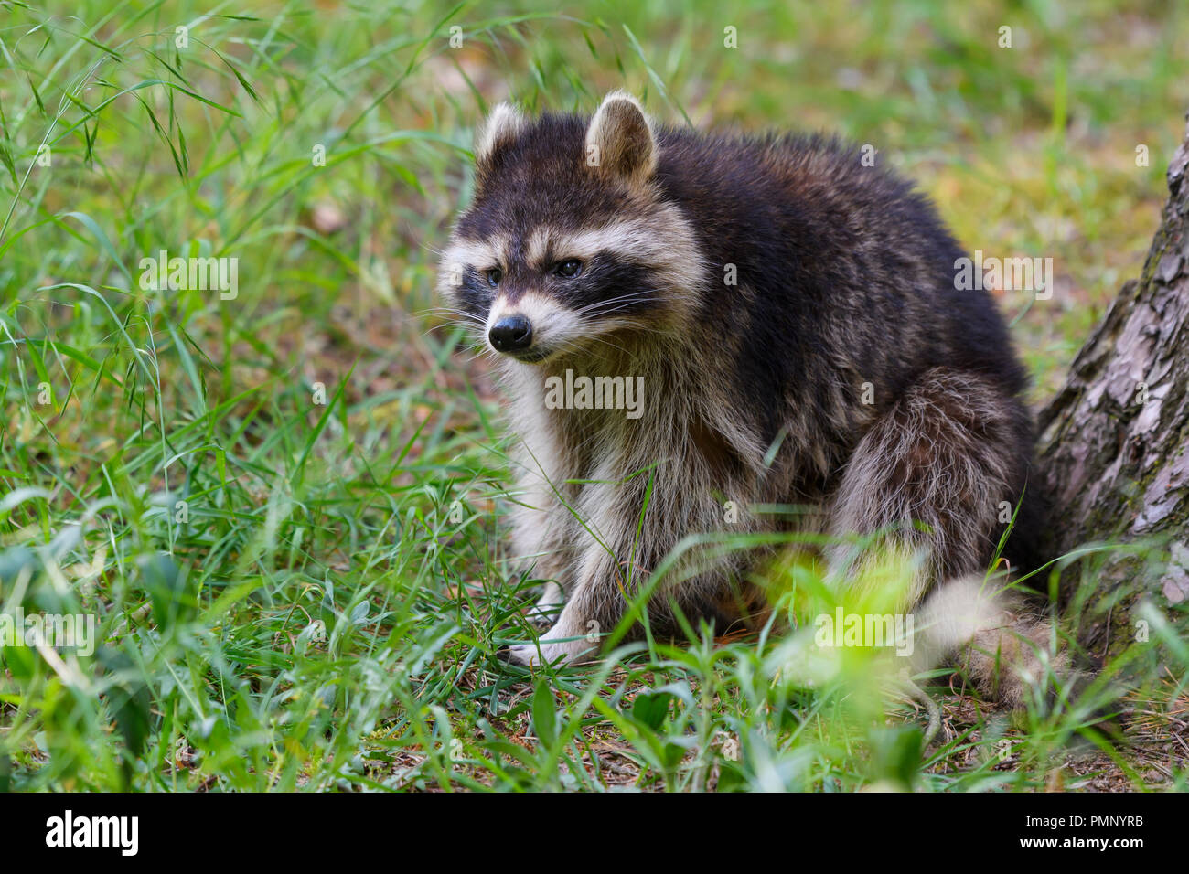 Raccoon, Procyon lotor, Germany, Europe Stock Photo