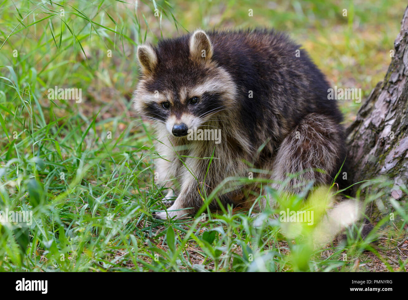 Raccoon, Procyon lotor, Germany, Europe Stock Photo