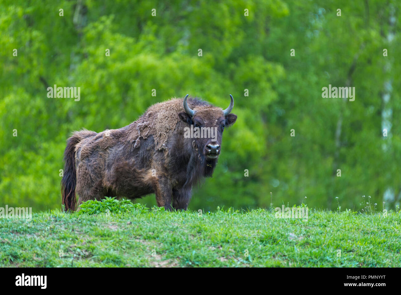 Spring Time Bison Bison zoology hi-res stock photography and images - Alamy