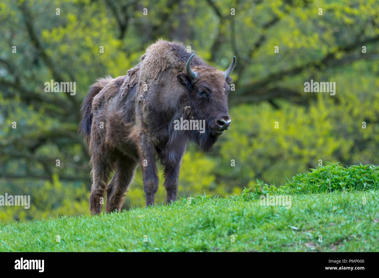European Bison, Bison bonasus, Springtime, Germany Stock Photo