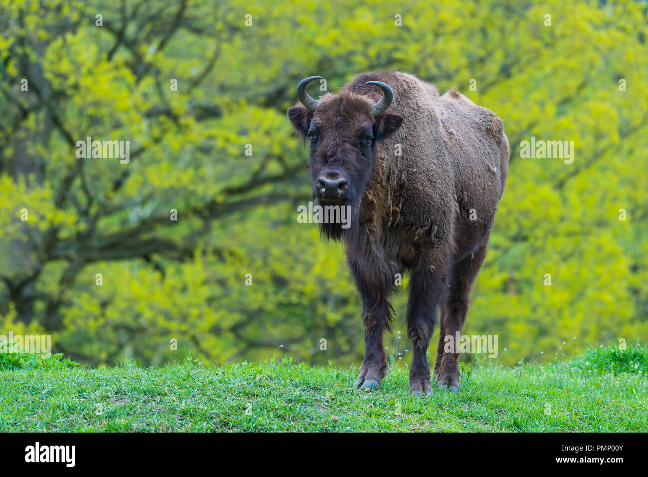 Spring Time Bison Bison zoology hi-res stock photography and images - Alamy