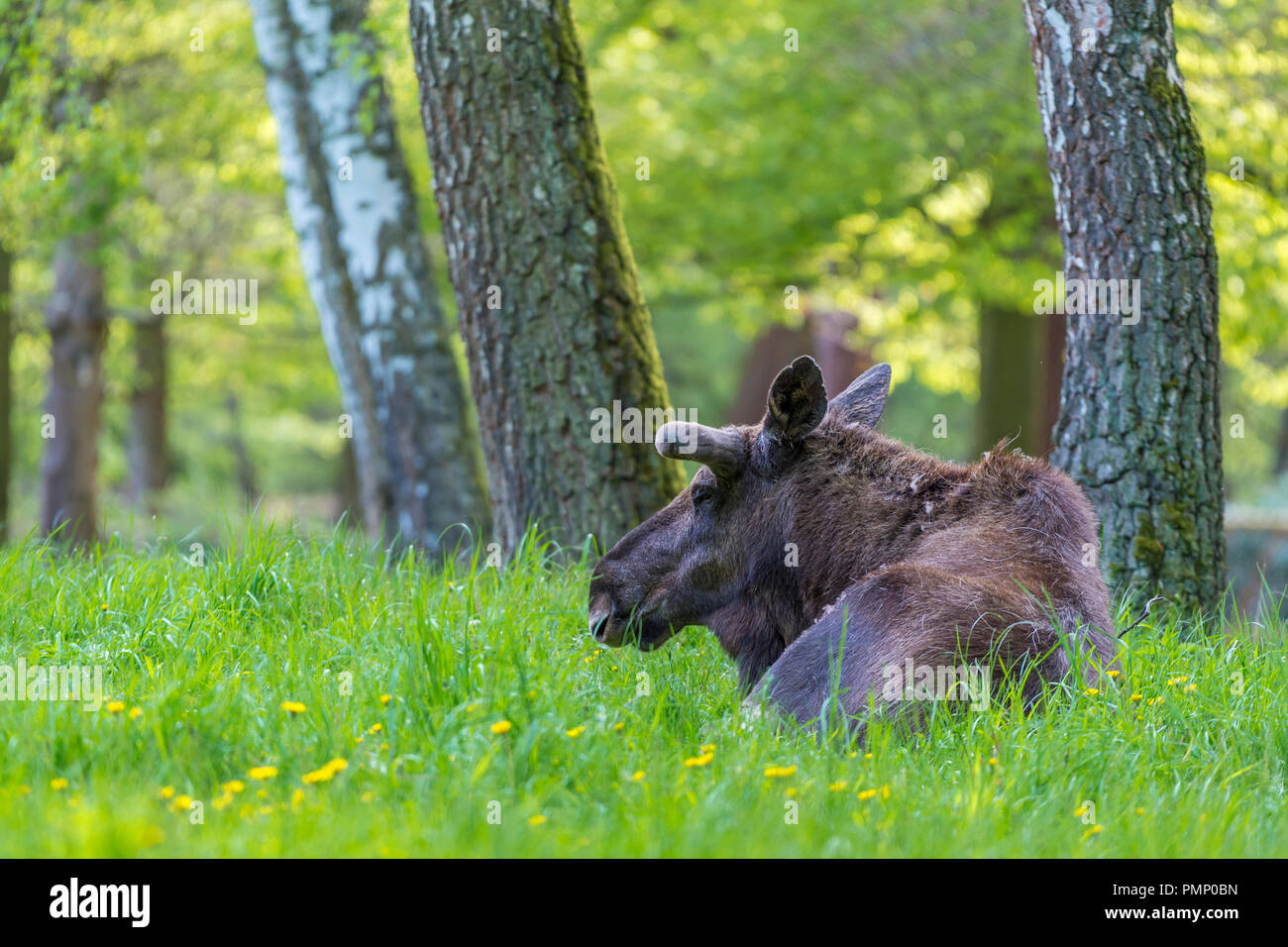 Moose, Elk, Alces alces, Spring, Germany, Europe Stock Photo