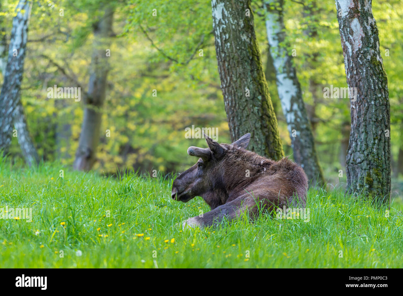Moose, Elk, Alces alces, Spring, Germany, Europe Stock Photo