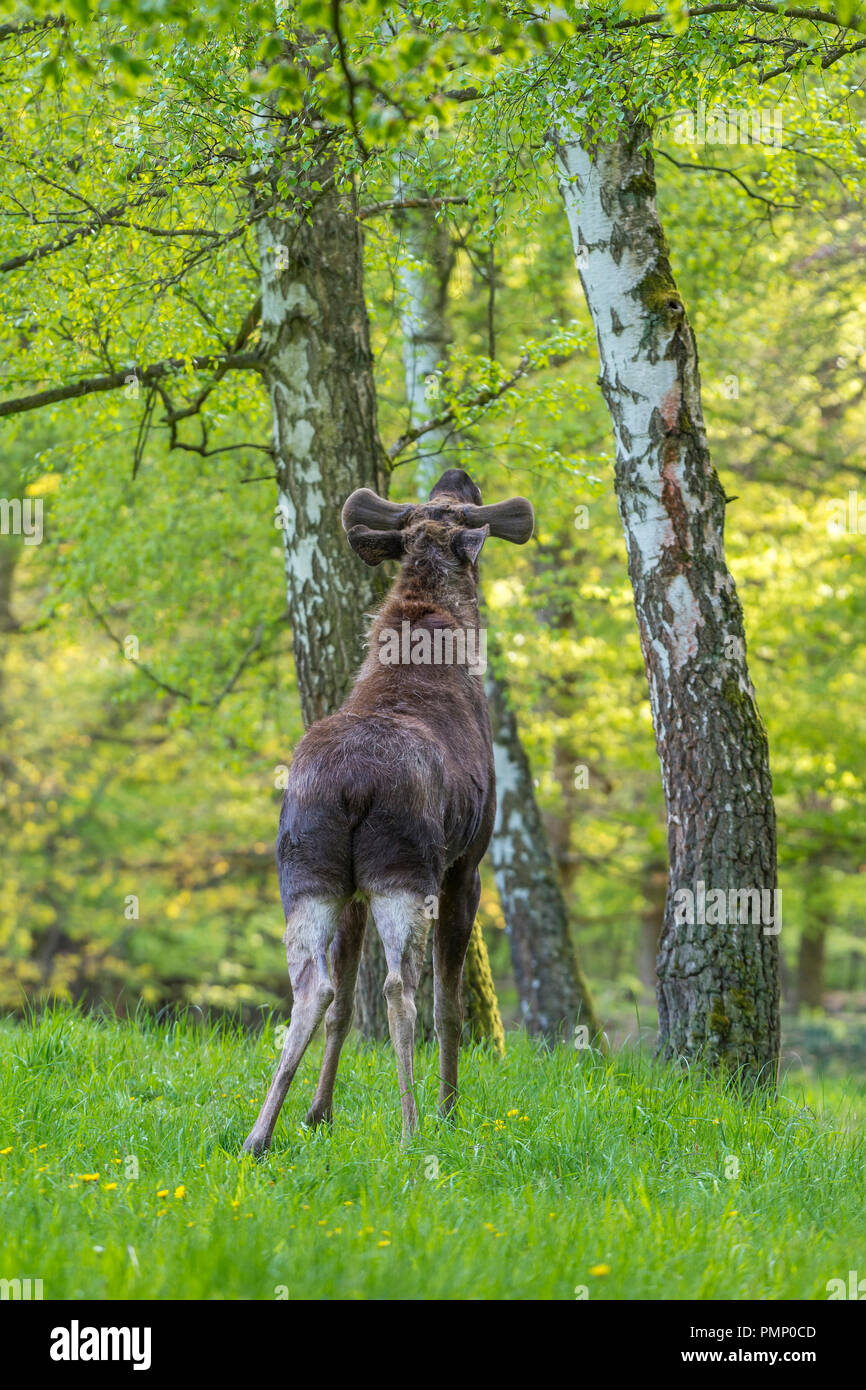 Moose, Elk, Alces alces, Spring, Germany, Europe Stock Photo