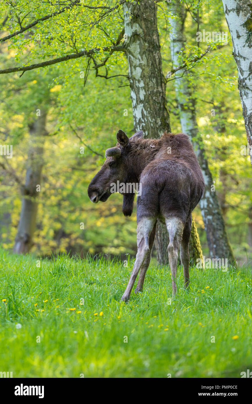 Moose, Elk, Alces alces, Spring, Germany, Europe Stock Photo