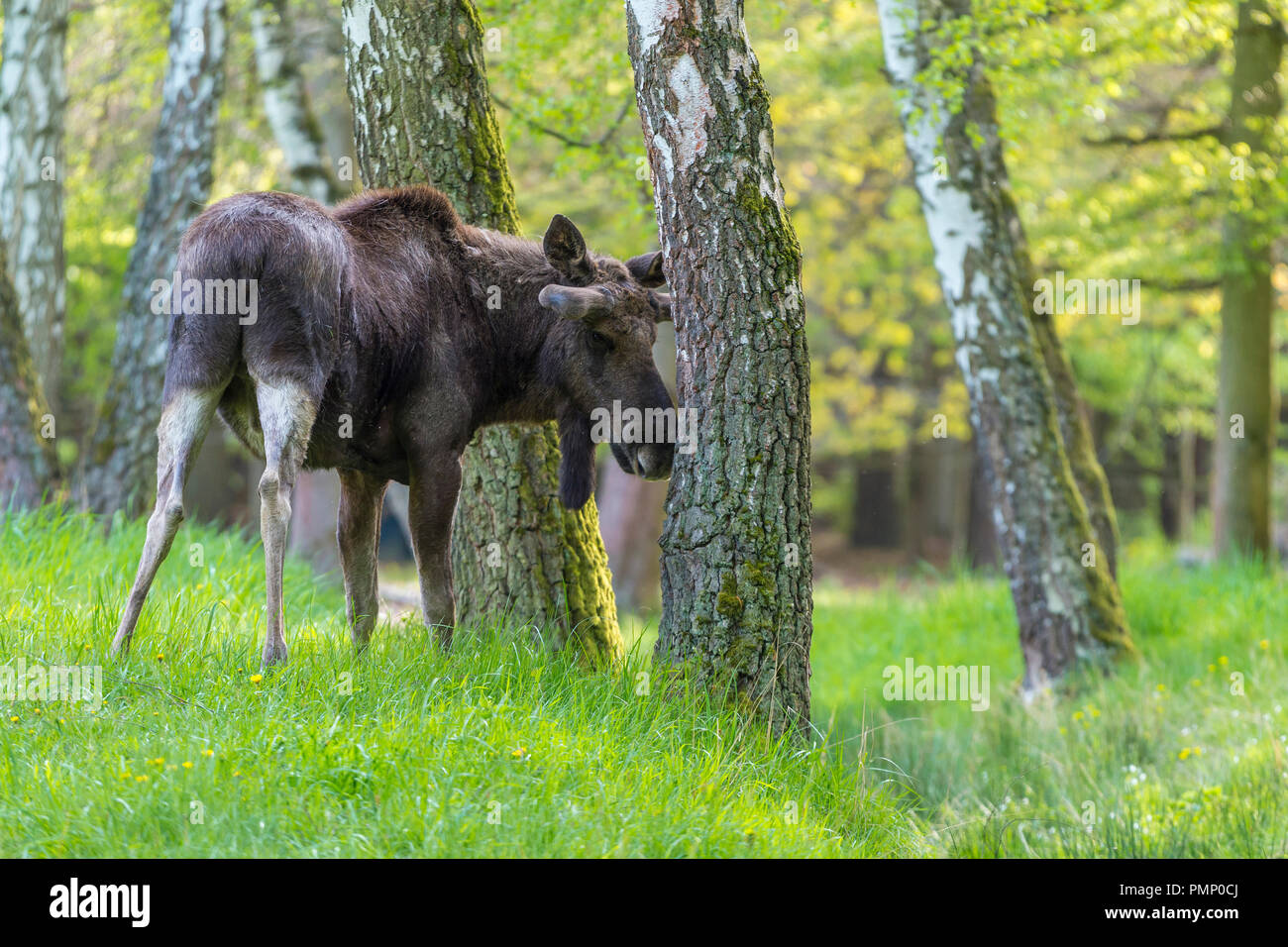 Moose, Elk, Alces alces, Spring, Germany, Europe Stock Photo