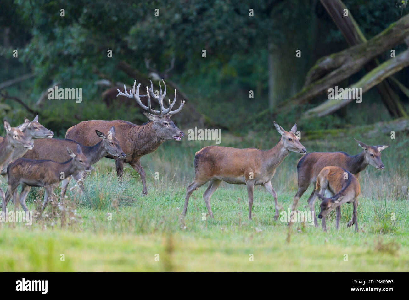Red Deer, Cervus elaphus, Rutting Season, Germany, Europe Stock Photo