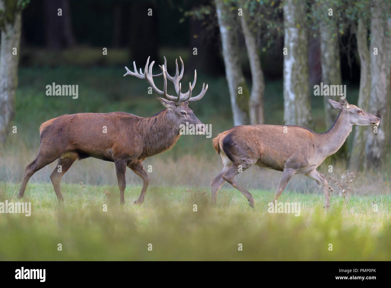 Red Deer, Cervus elaphus, Rutting Season, Germany, Europe Stock Photo