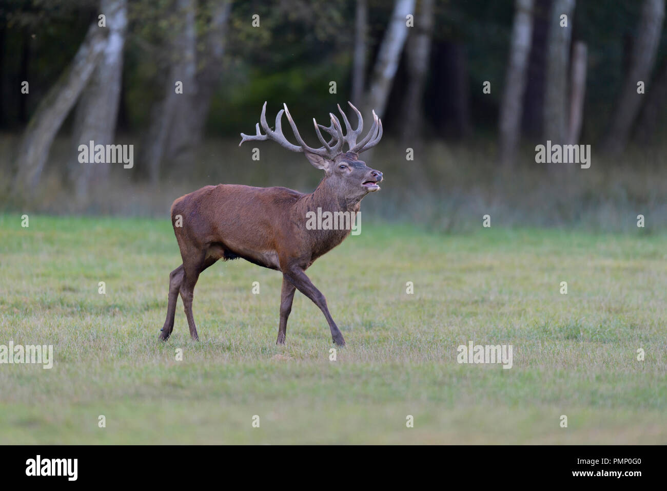 Red Deer, Cervus elaphus, Rutting Season, Germany, Europe Stock Photo