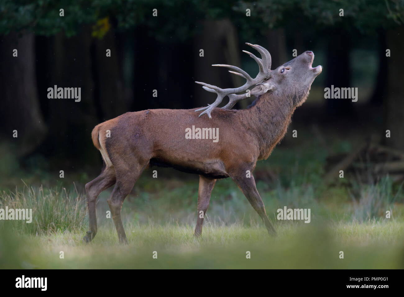 Red Deer, Cervus elaphus, Rutting Season, Roaring, Germany, Europe Stock Photo