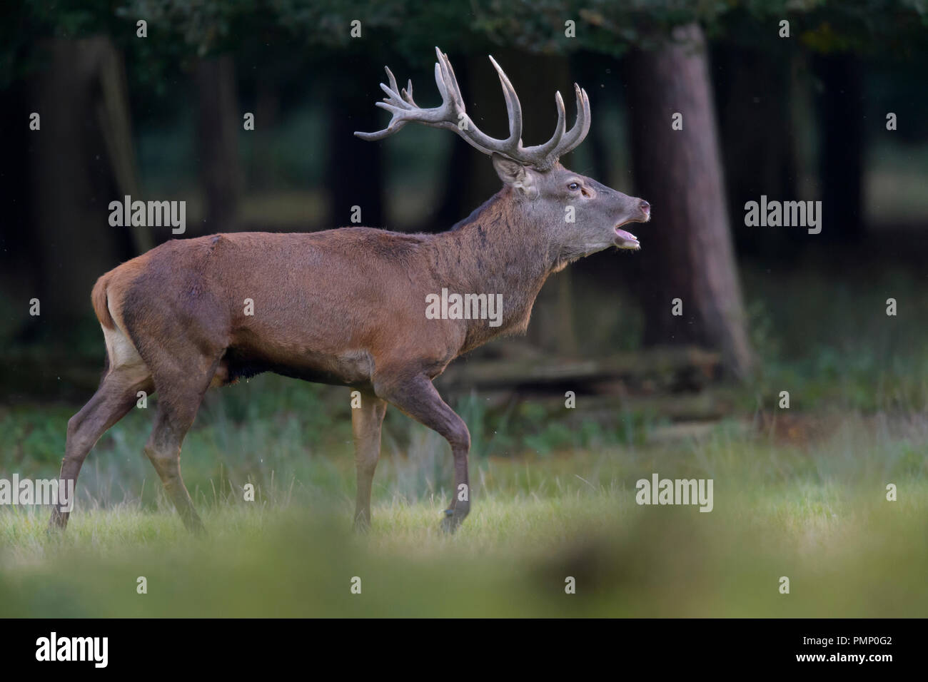 Red Deer, Cervus elaphus, Rutting Season, Roaring, Germany, Europe Stock Photo