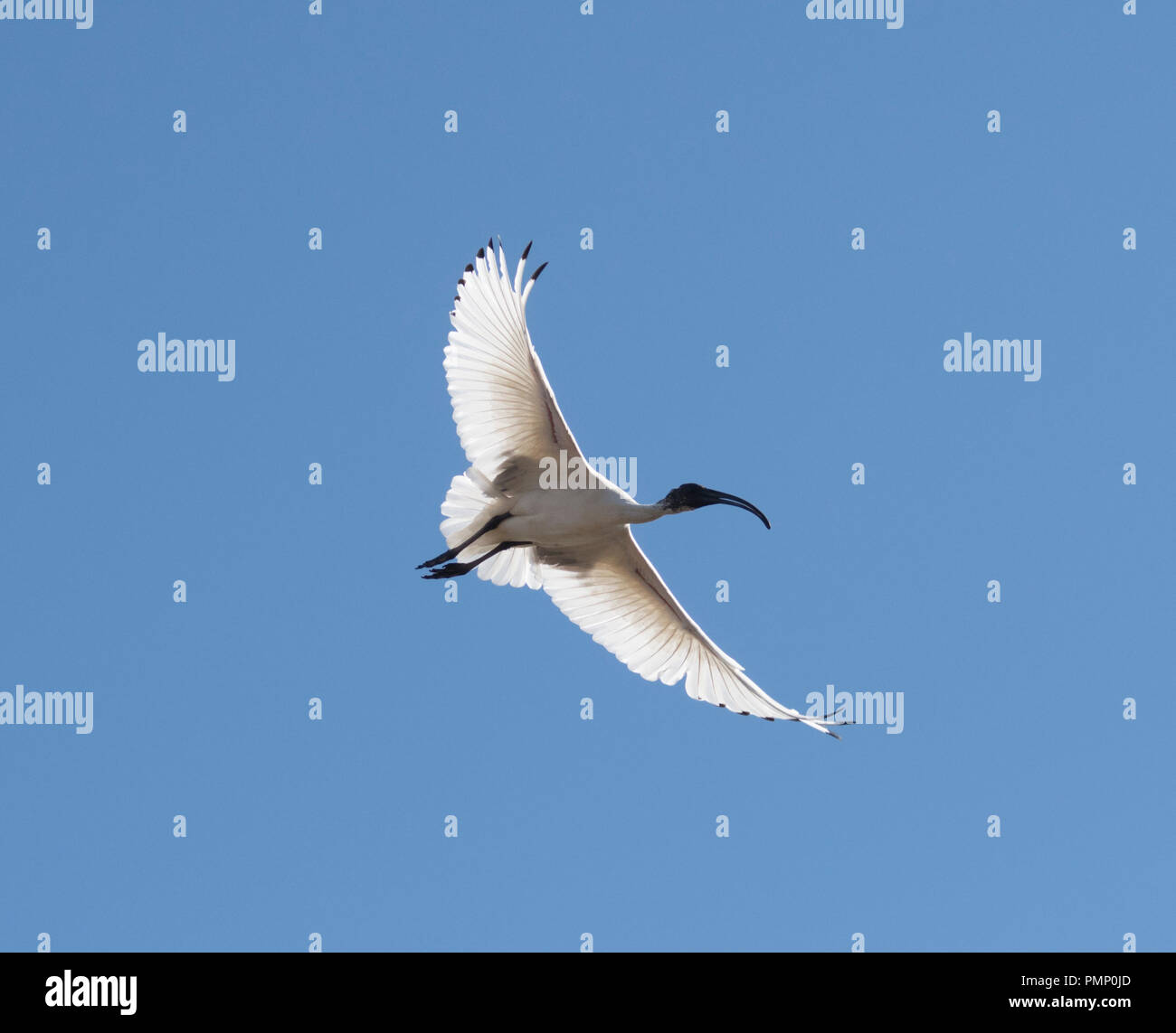 Australian White Ibis (Threskiornis molucca) in flight with wings outstretched, Emu Creek, near Petford, North Queensland, QLD, Australia Stock Photo