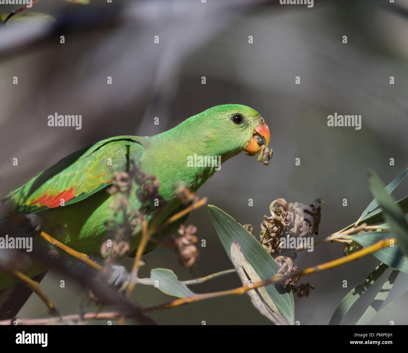 Red-winged Parrot or Crimson-winged Parrot (Aprosmictus erythropterus) feeding on a bush with seeds in its beak, Emu Creek, near Petford, North Queens Stock Photo