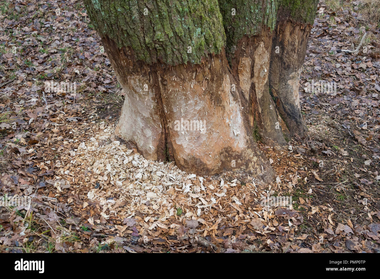 Tree trunk showing teeth marks from gnawing by european beaver, Castor fiber, Spessart, Bavaria, Germany, Europe Stock Photo