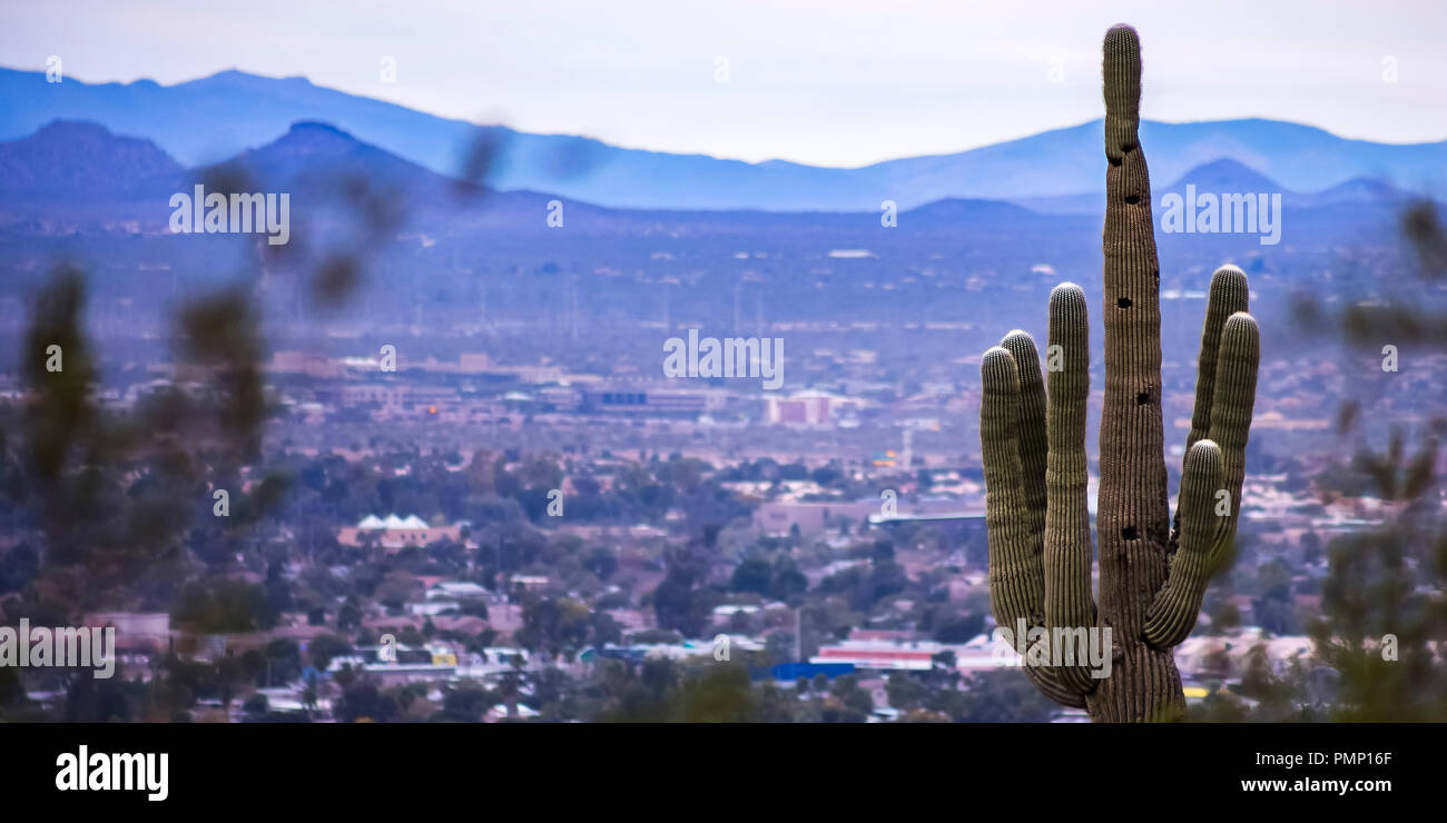 Saguaro cactus with six arms in Arizona Stock Photo - Alamy