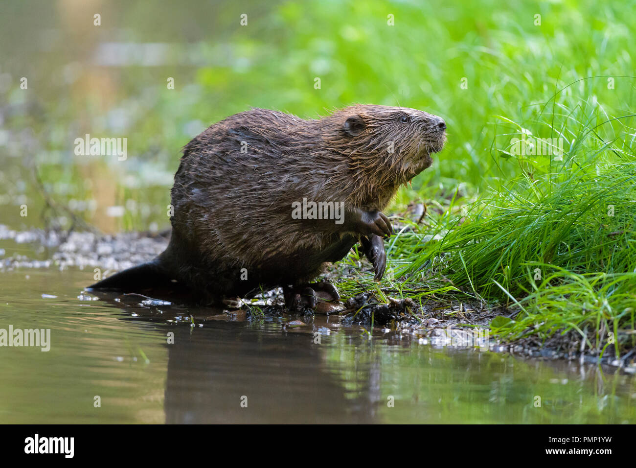 Beaver, European beaver, Castor fiber, Spessart, Bavaria, Germany Stock Photo