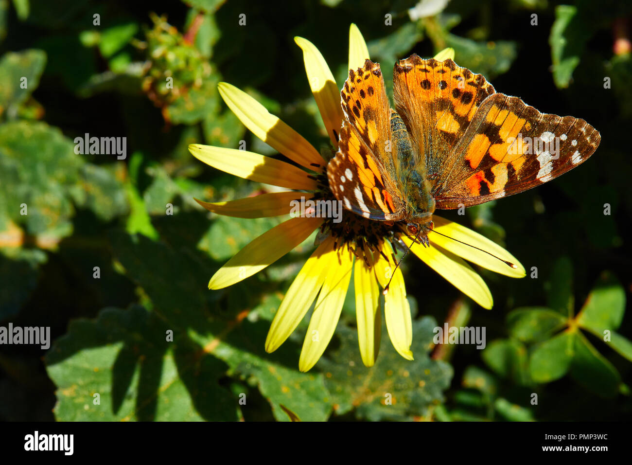 painted-lady-butterfly-on-cape-marigold-arctotheca-calendula-stock