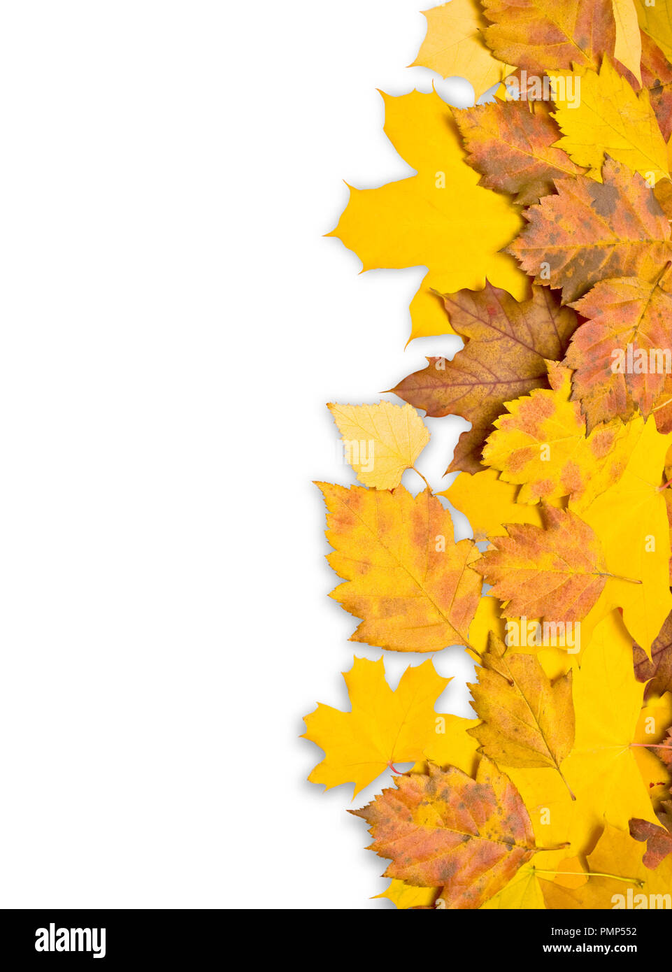 border frame of colorful autumn leaves isolated on white Stock Photo ...