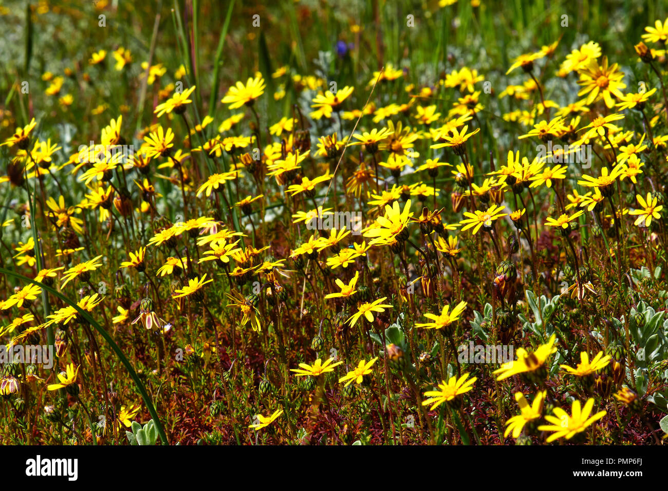 Yellow Daisies (Ursinia dentata) Stock Photo