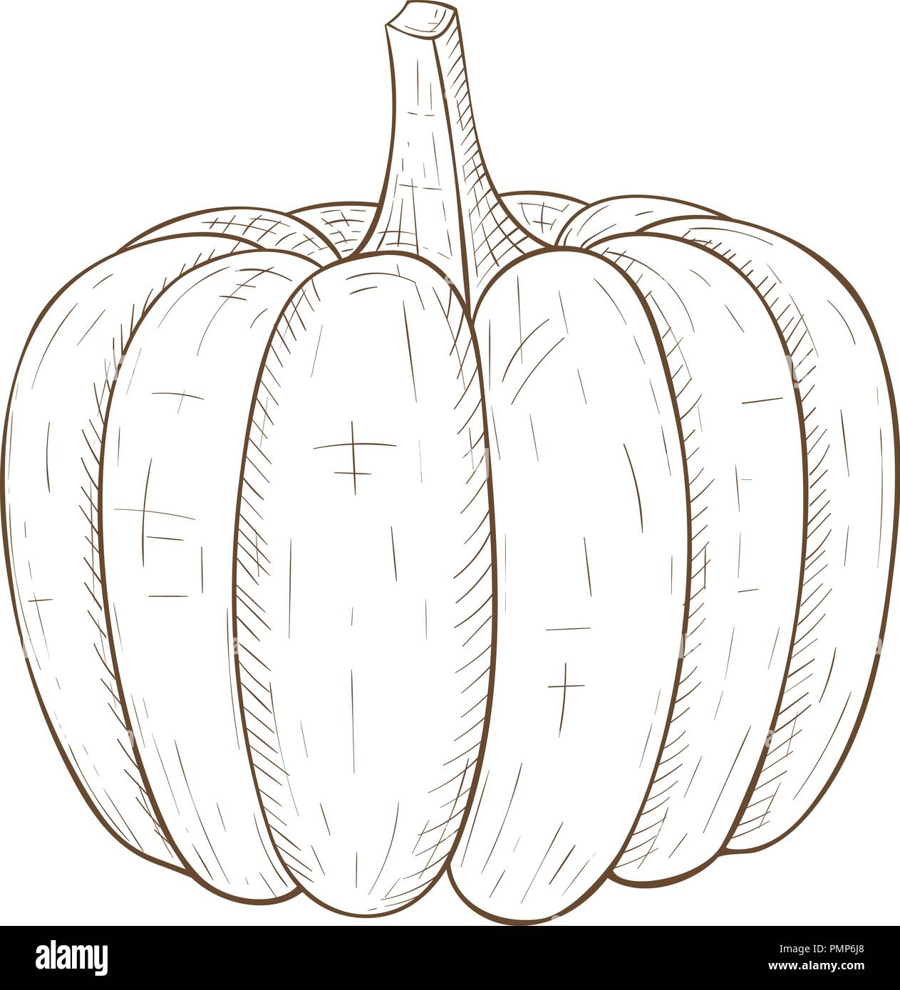 Pumpkin. Hand drawn sketch Stock Vector
