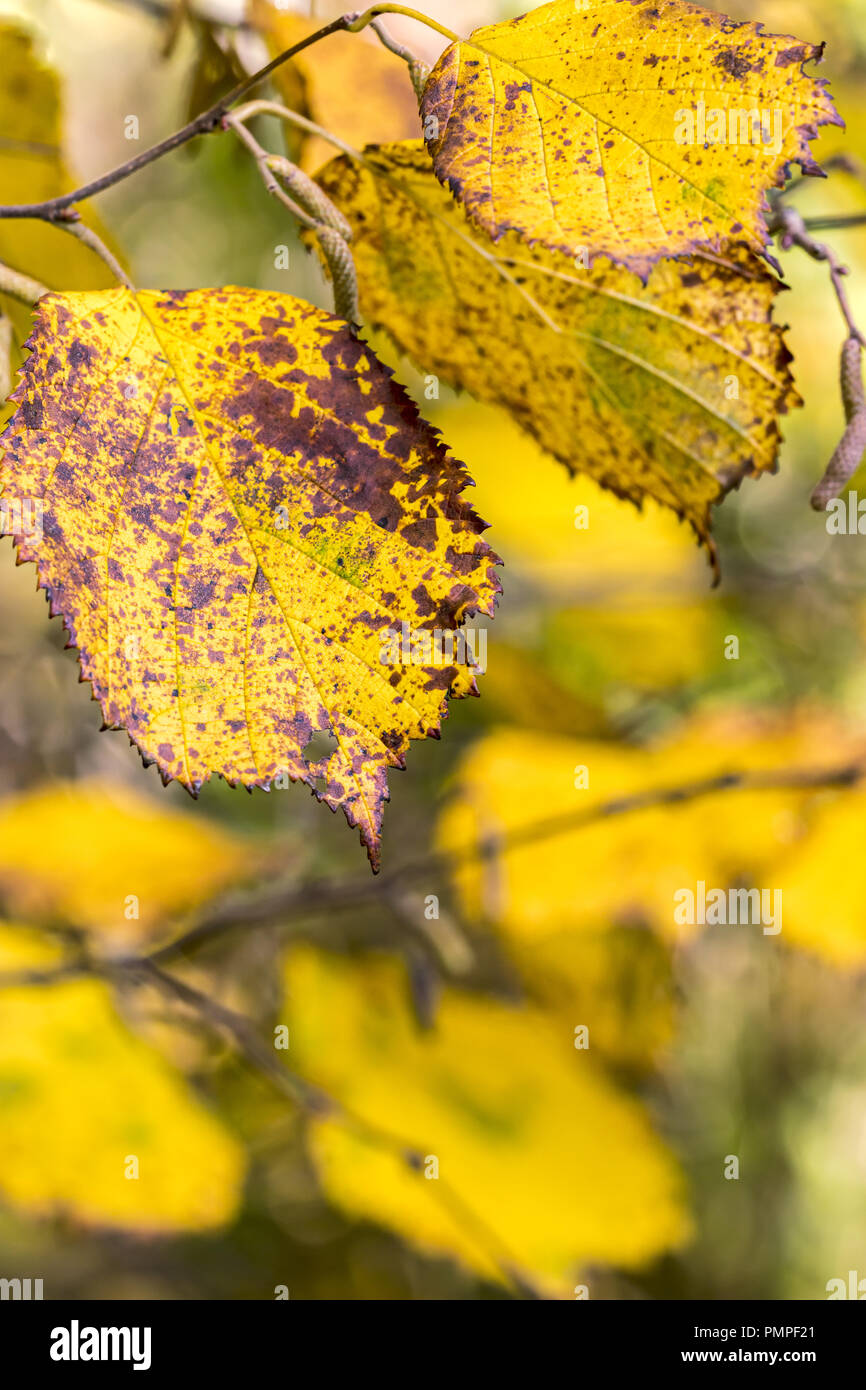 yellow fall leaves with brown spots on blurred autumnal trees background Stock Photo