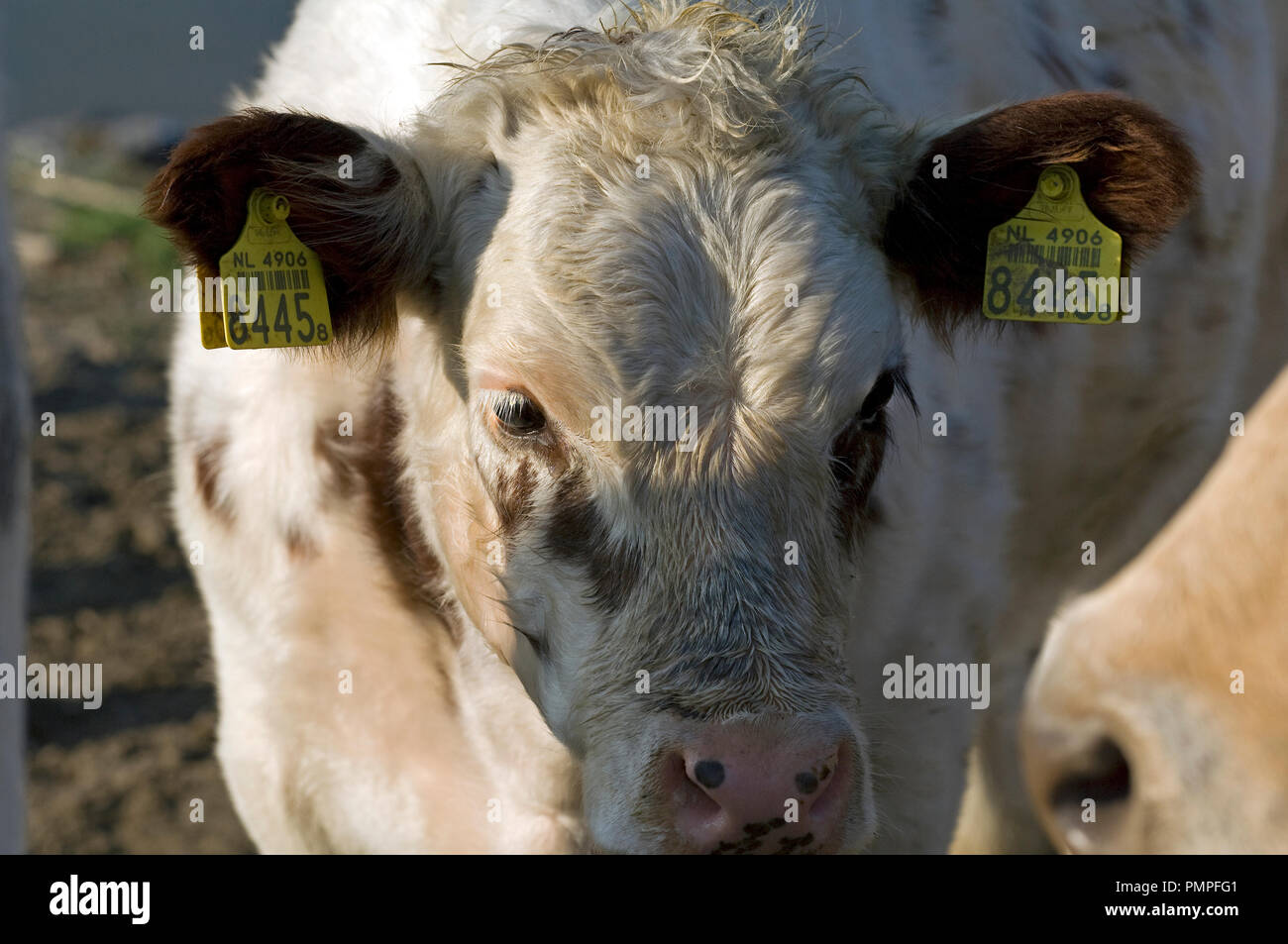 Cow (Bos taurus), cattle Stock Photo - Alamy