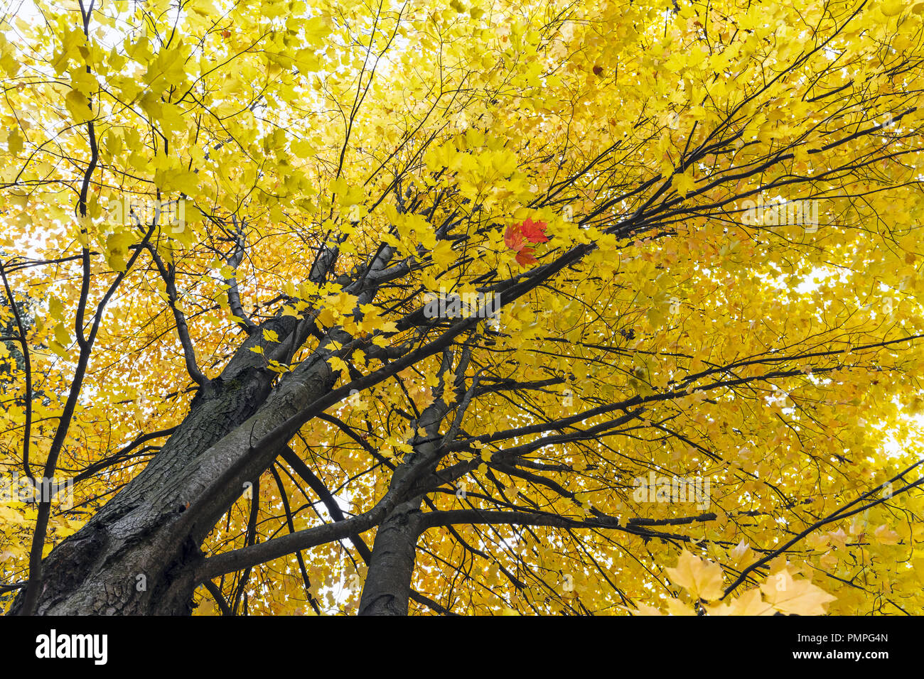 autumn maple trees with yellow foliage on sky background Stock Photo ...