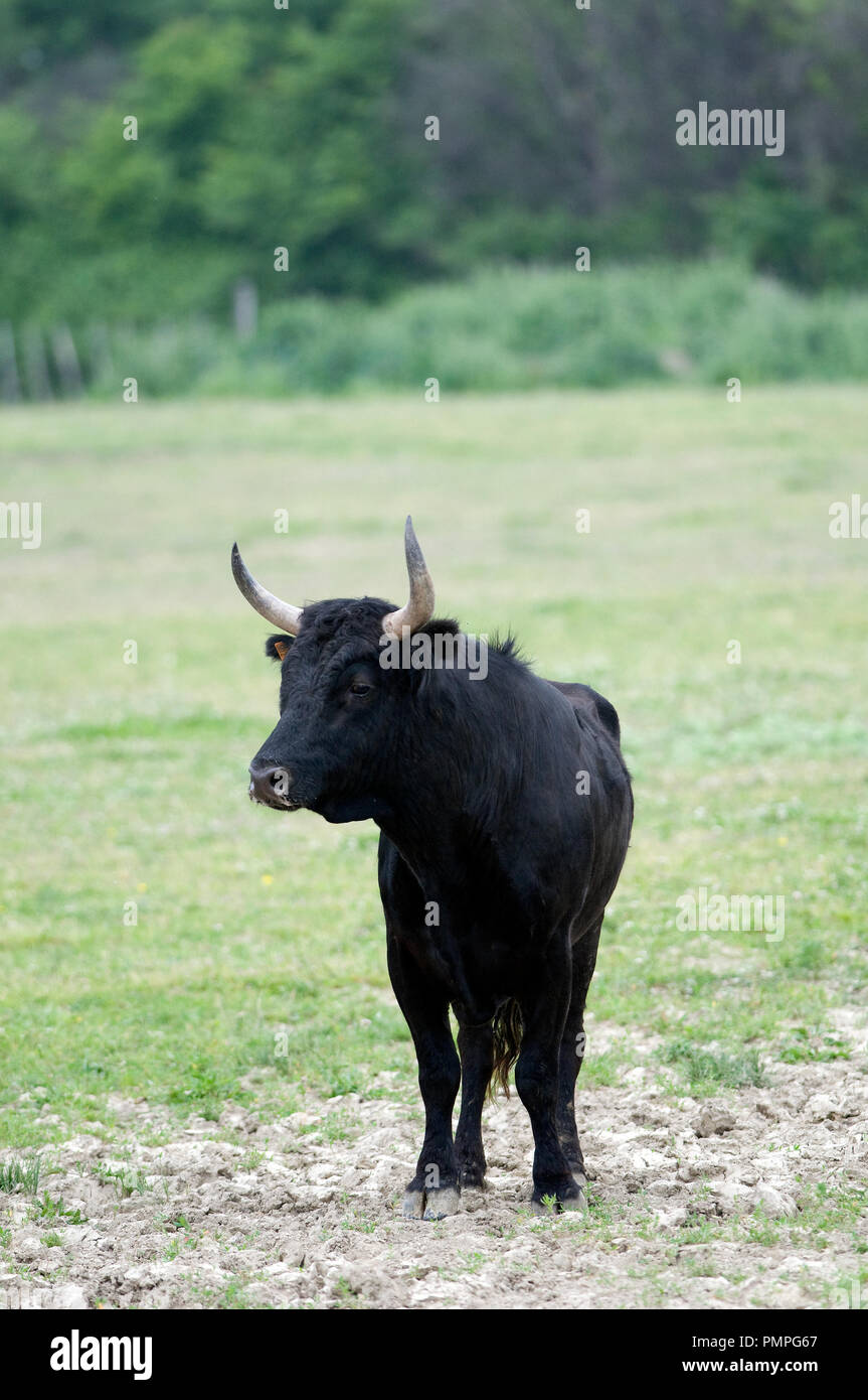 Bull of Camargue (Bos taurus), France Taureaux Camargue Stock Photo - Alamy