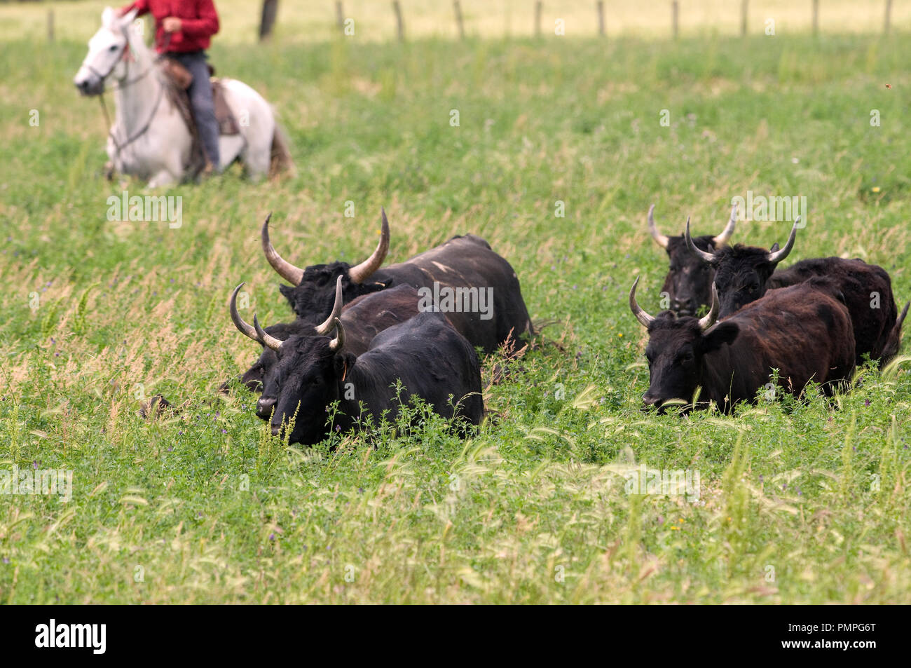 Camargue cattles in high grass (Bos taurus), France Vache Camargue Stock Photo