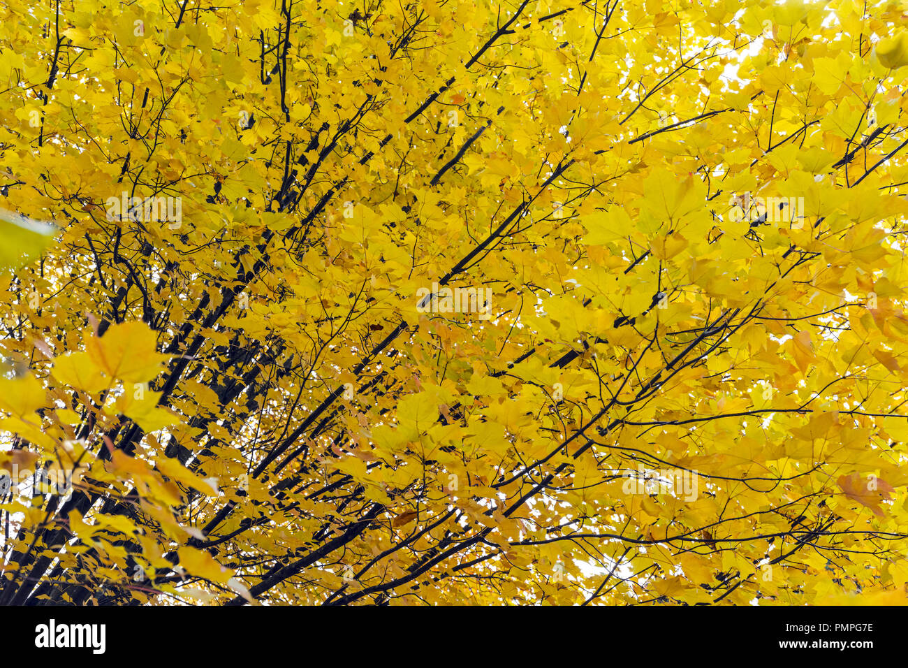 Branches of yellow leaves hi-res stock photography and images - Alamy