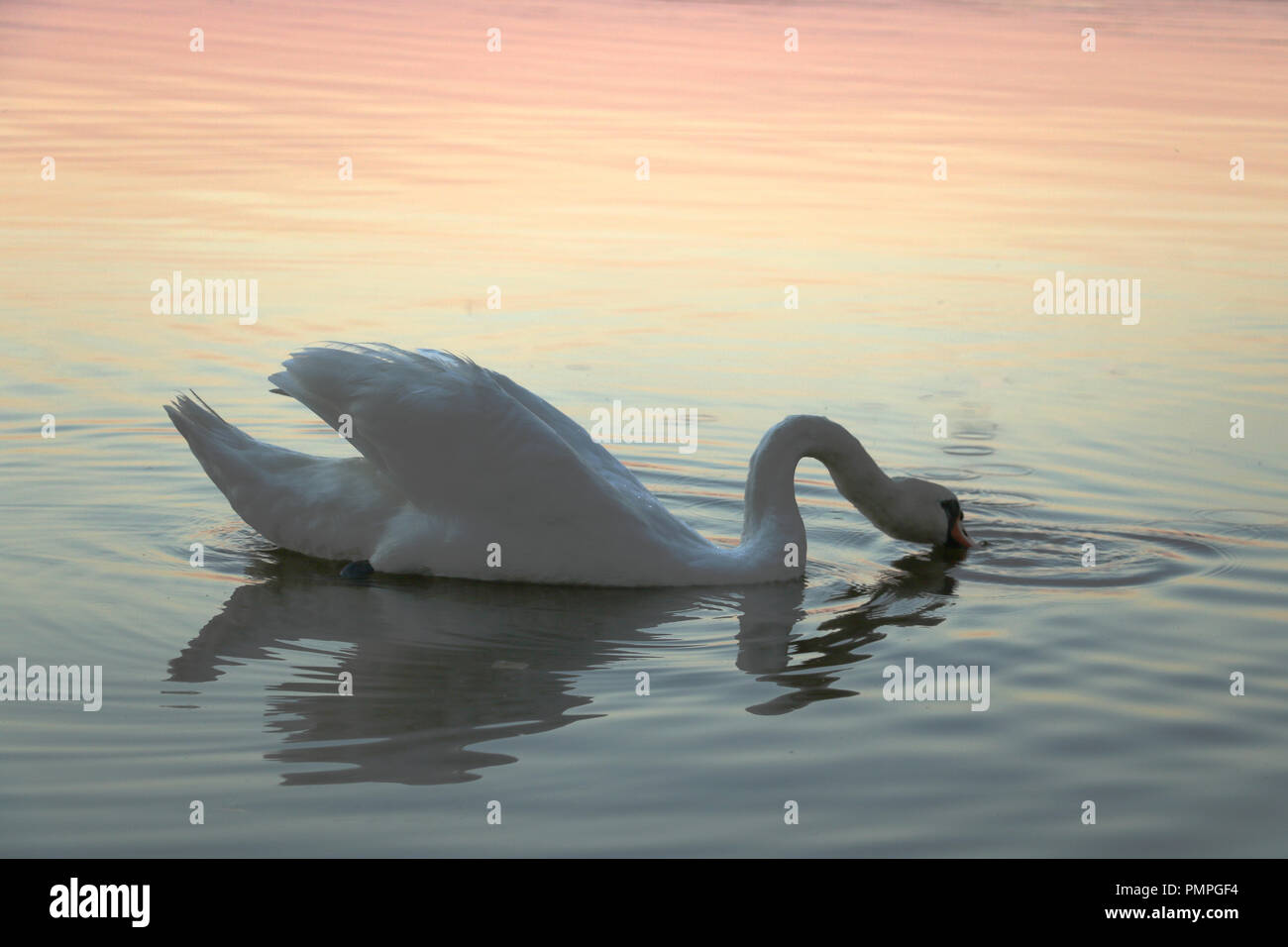 Elegant and beautiful white mute swan with orange beak Stock Photo