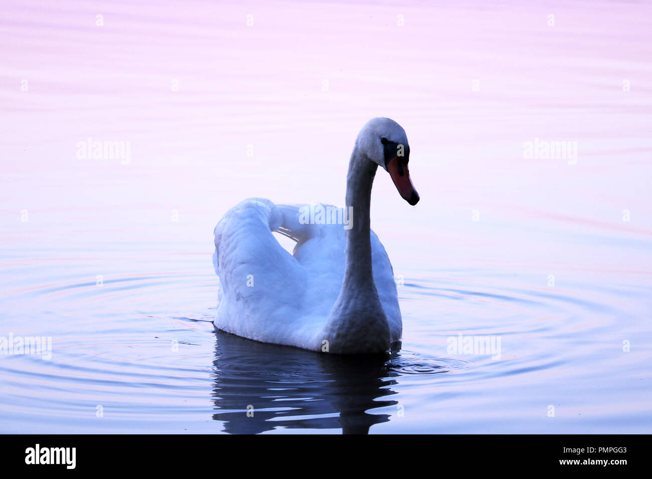 swan on blue lake water in sunny day, swans on pond, nature series Stock Photo