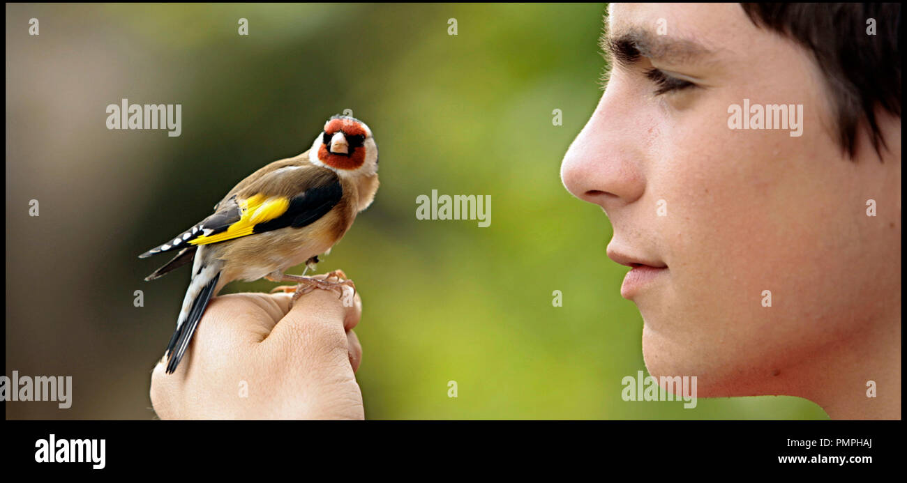 Moineau Stock Photos Moineau Stock Images Alamy