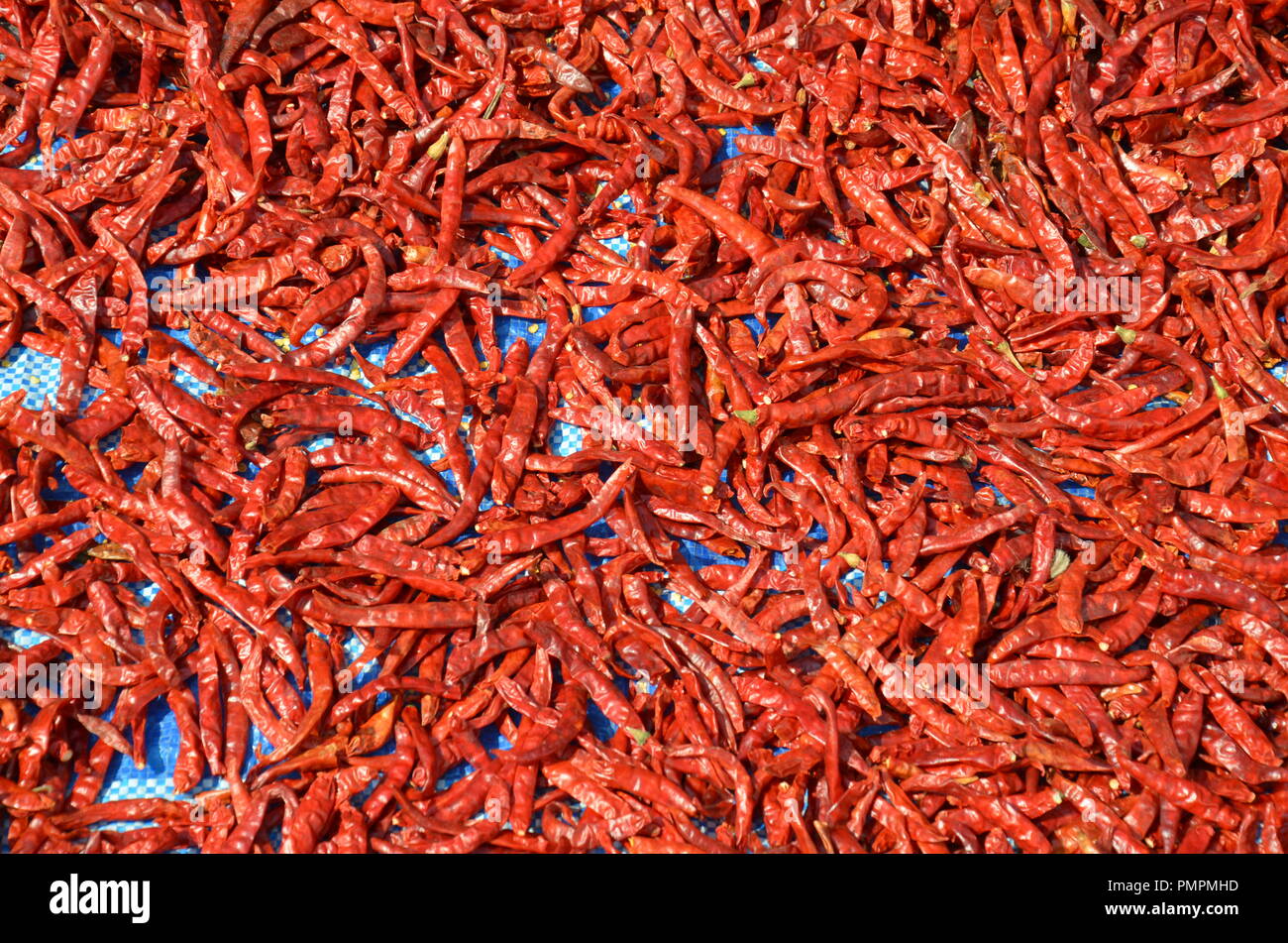 Drying of Red Chili Peppers background photograph Stock Photo - Alamy