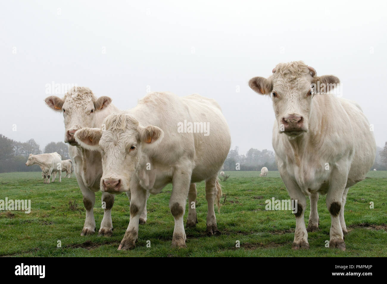 Charolais cattle (Bos taurus) France Stock Photo