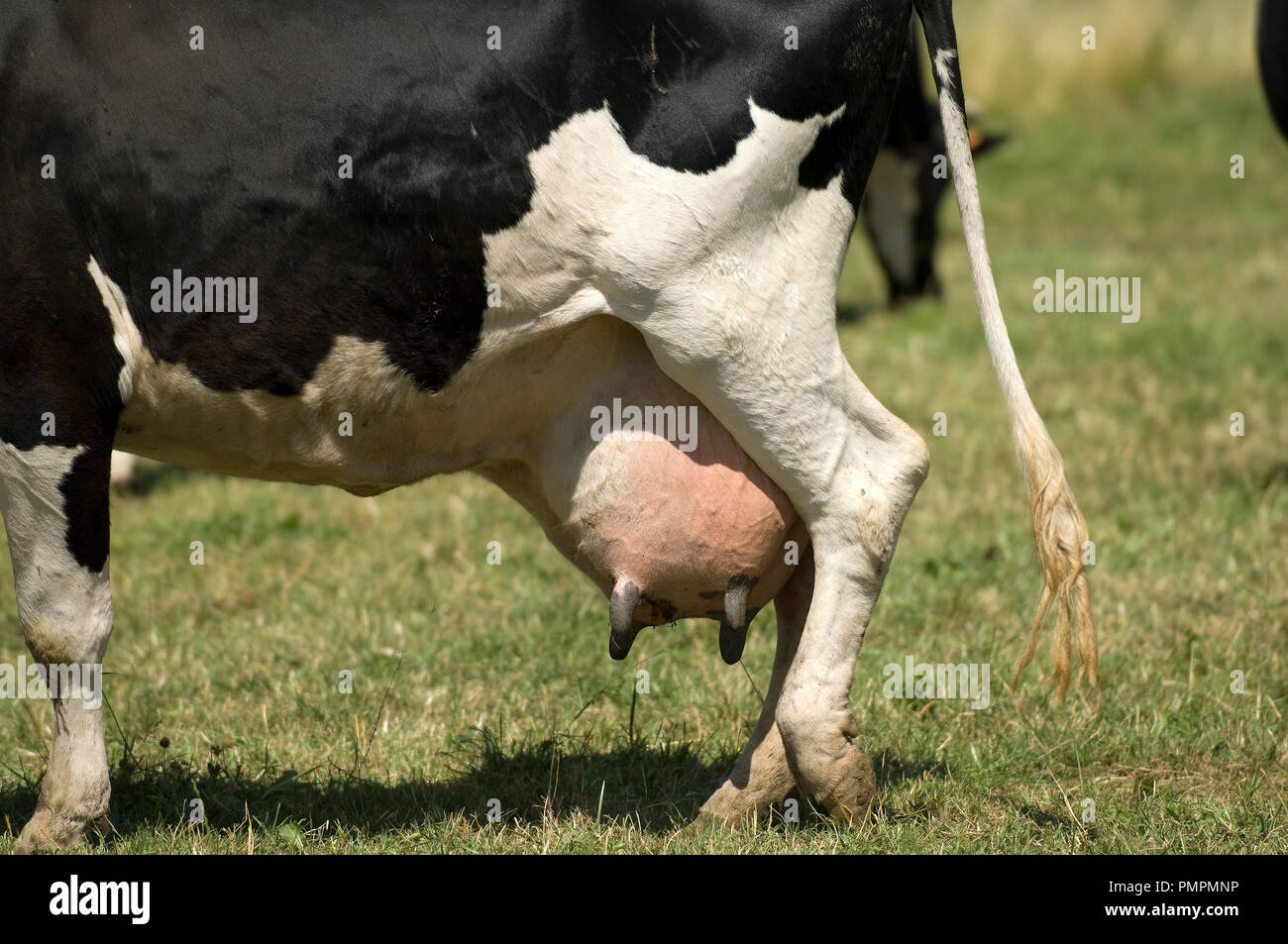 Prim'Holstein (Bos taurus) cattle, Under, France Stock Photo - Alamy