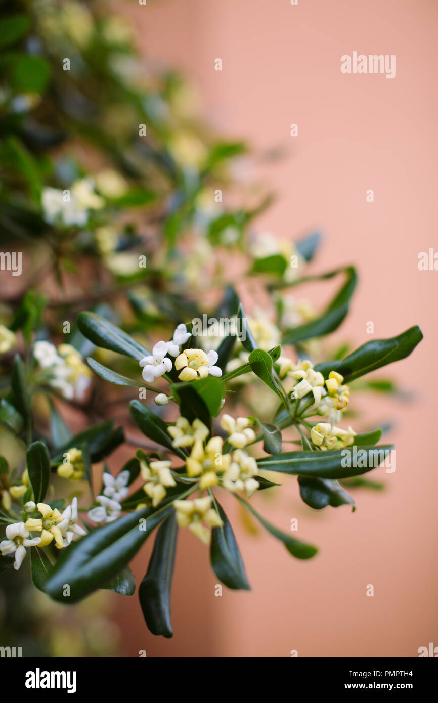 Close up of Yellow Star Jasmine flowers on a branch against a plain (soft focus/ shallow depth of field)  pale orange backdrop Stock Photo