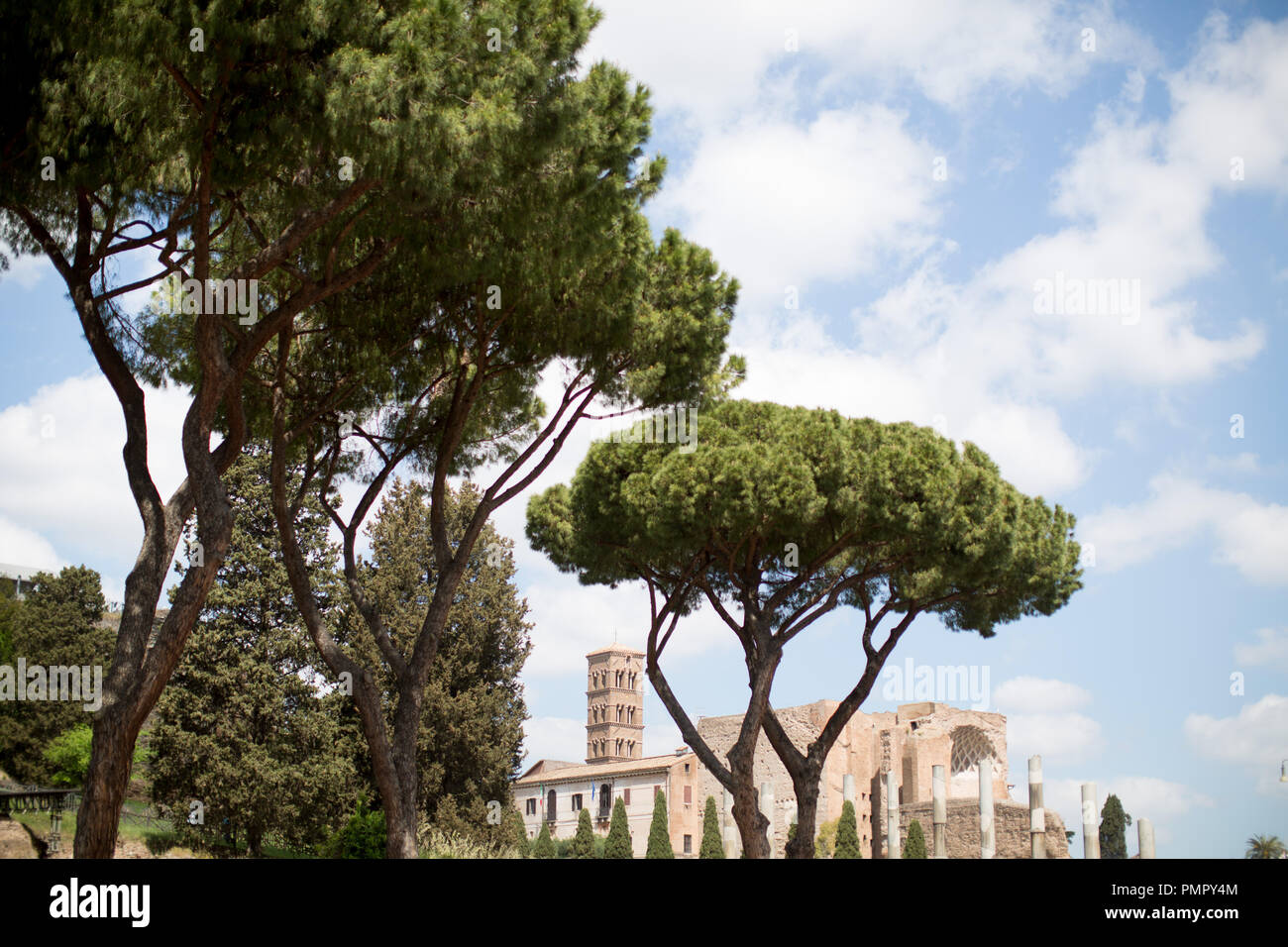 Rome pine trees hi-res stock photography and images - Alamy