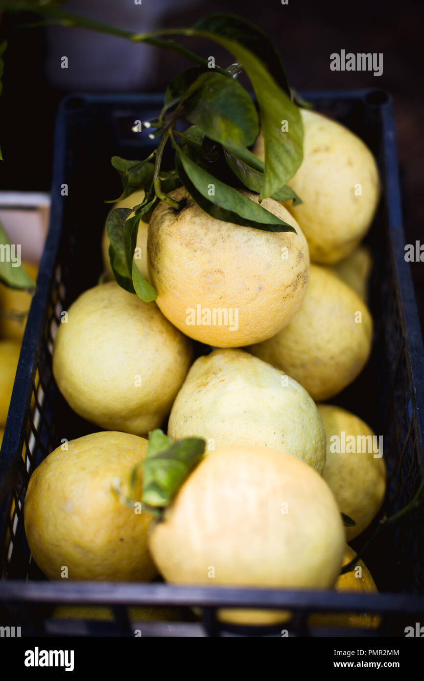Crates of fresh citron (citrus medica) on a market stall in Italy. The citron is one of the original citrus fruits and often used in medicine Stock Photo