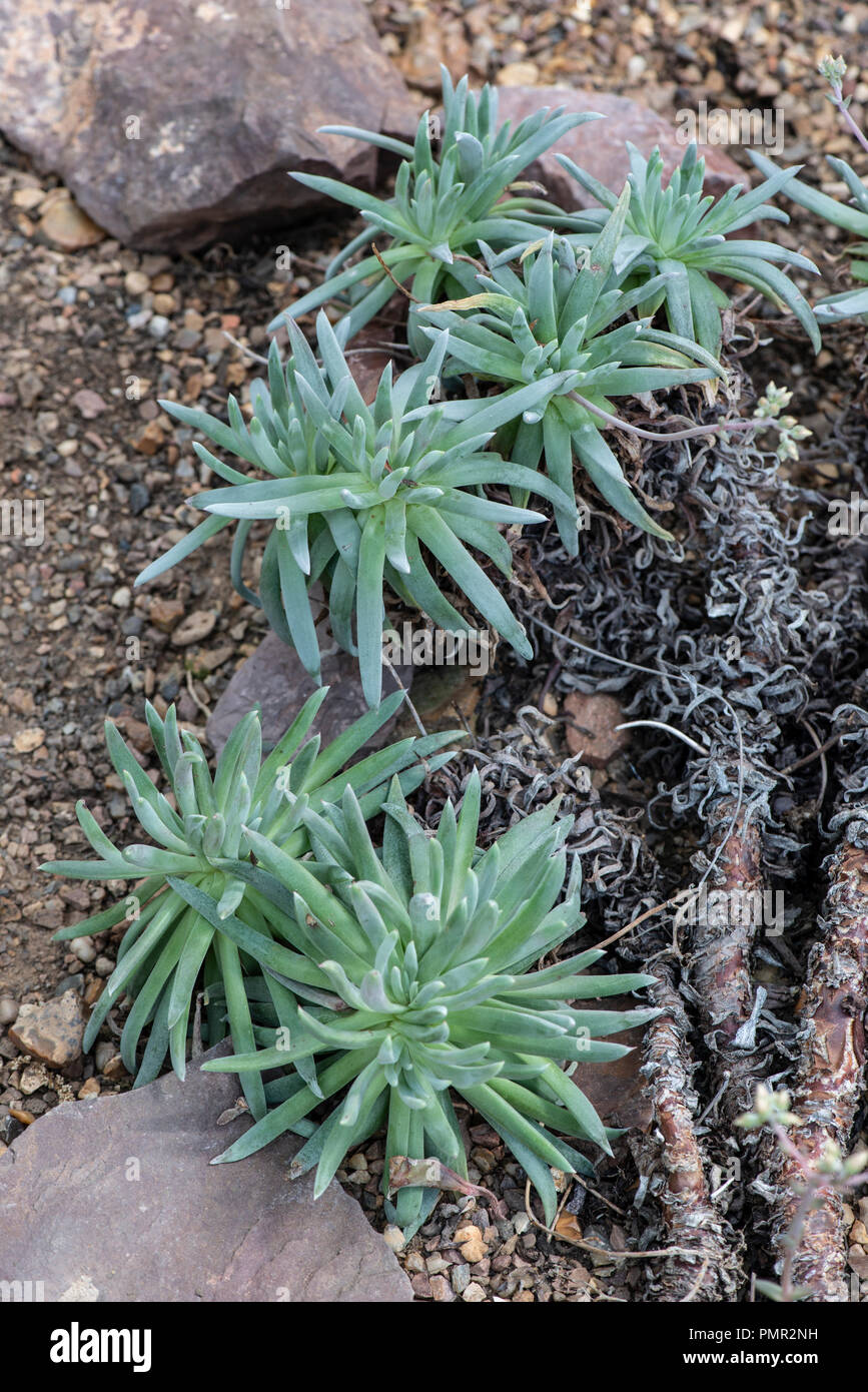 'Fingertips' Dudleya edulis. Succulent plant associated with plant thefts in California.  Botanic garden, Surrey, UK. Stock Photo