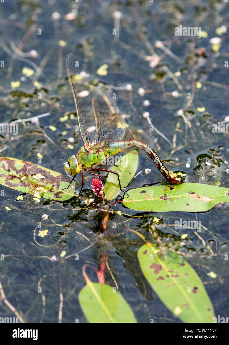 Emperor Dragonfl;y: Anax imperator. Female laying eggs on underwater vegetation. Surrey, UK. Stock Photo