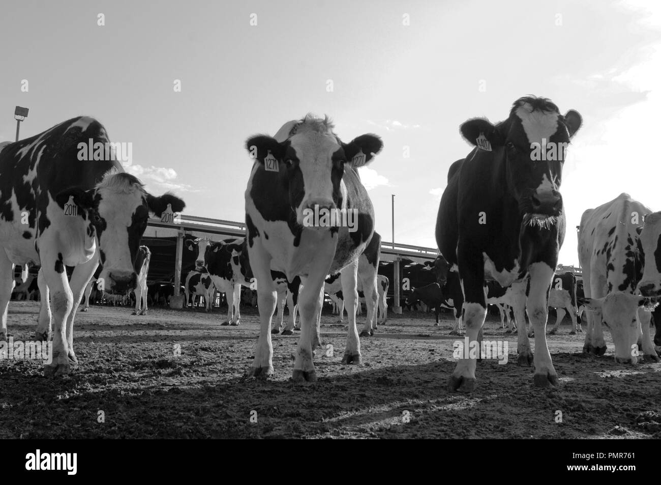 Cows in a farm of dairy plant on a sunny day in black & white Stock Photo