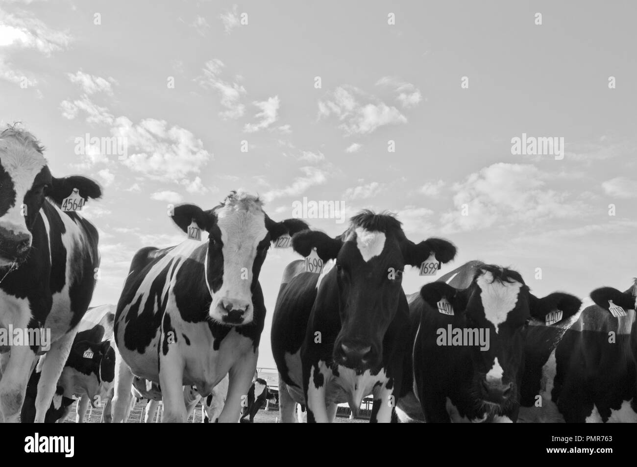 Cows in a farm of dairy plant on a sunny day in black & white Stock Photo
