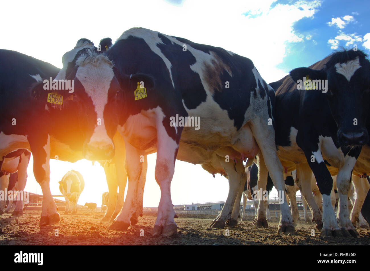 Cows on farm dairy production hi-res stock photography and images - Alamy