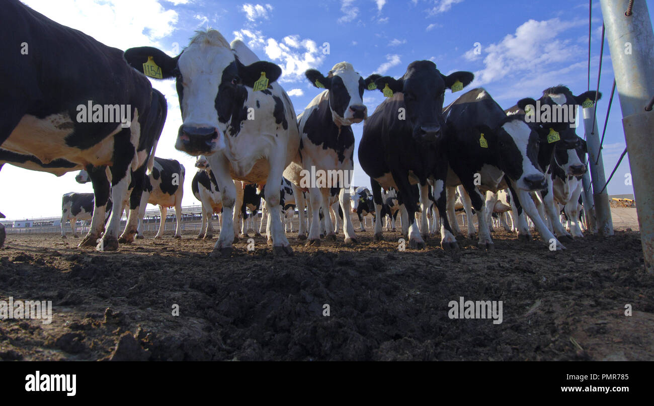 Cows in a farm of dairy plant on a sunny day with blue sky Stock Photo ...