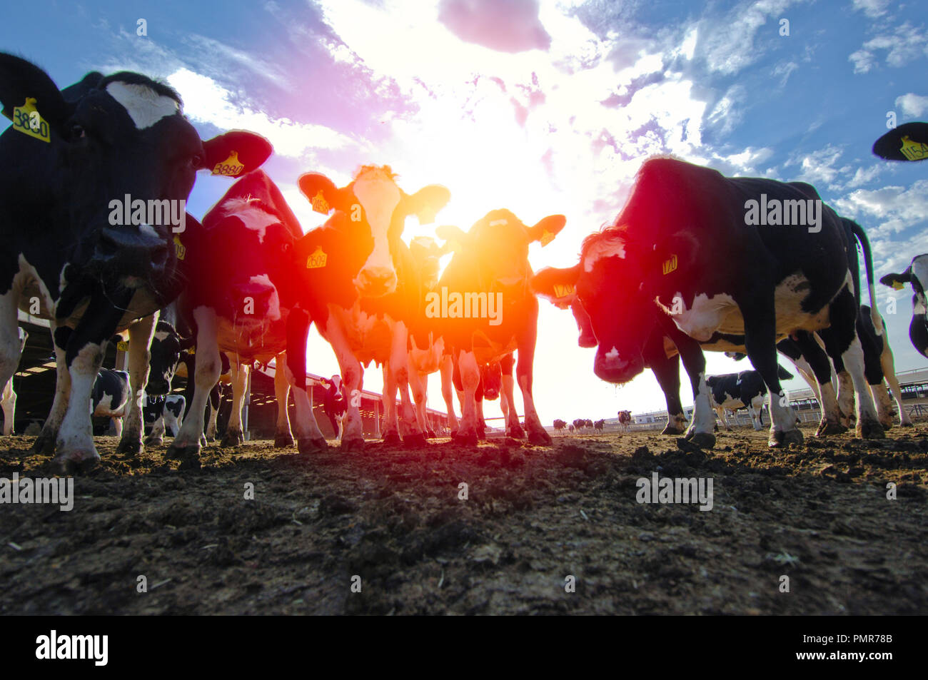 Cows in a farm of dairy plant on a sunny day with blue sky Stock Photo ...
