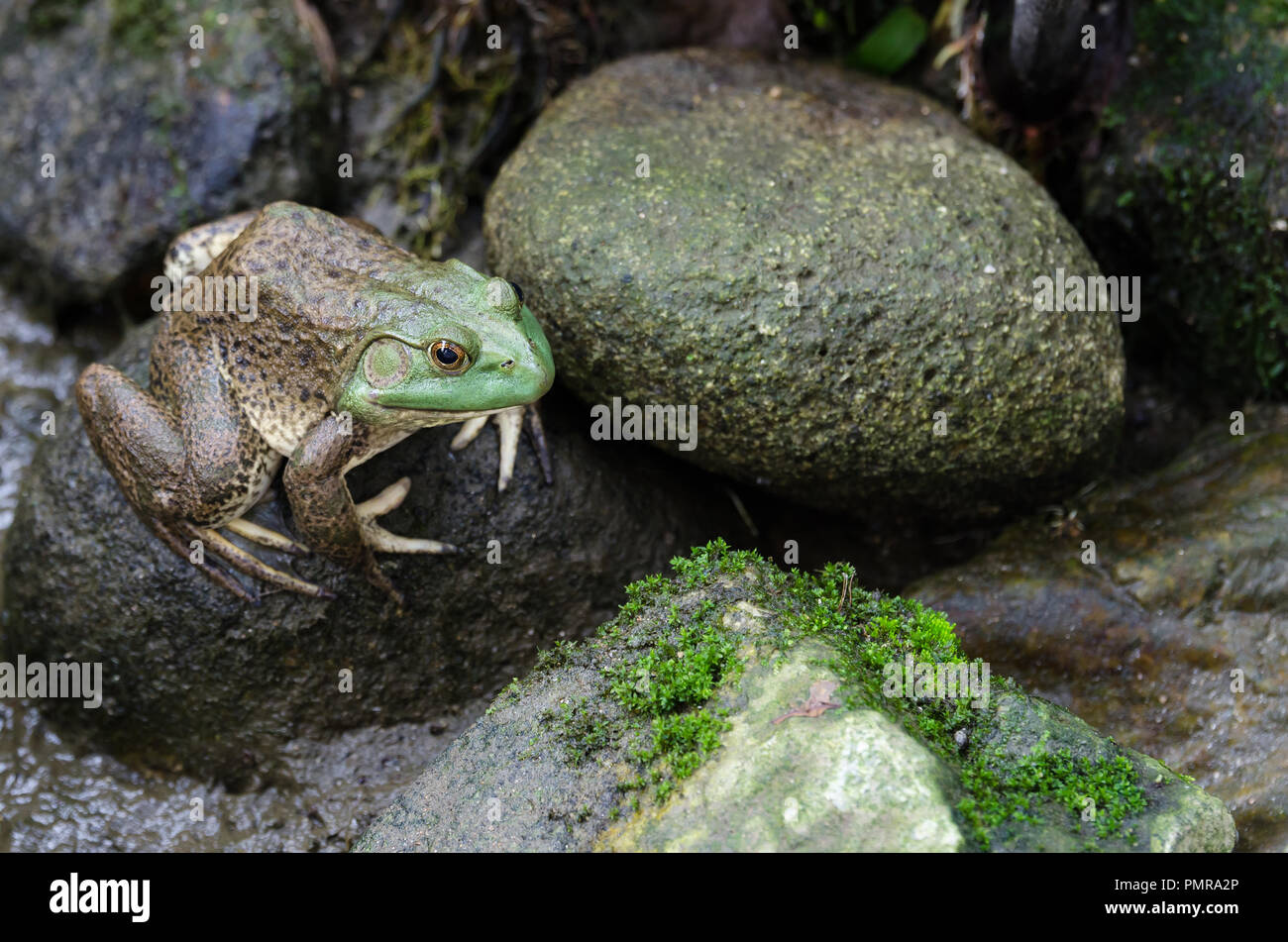 Bullfrog (Rana Catesbeiana) sitting on the stone Stock Photo