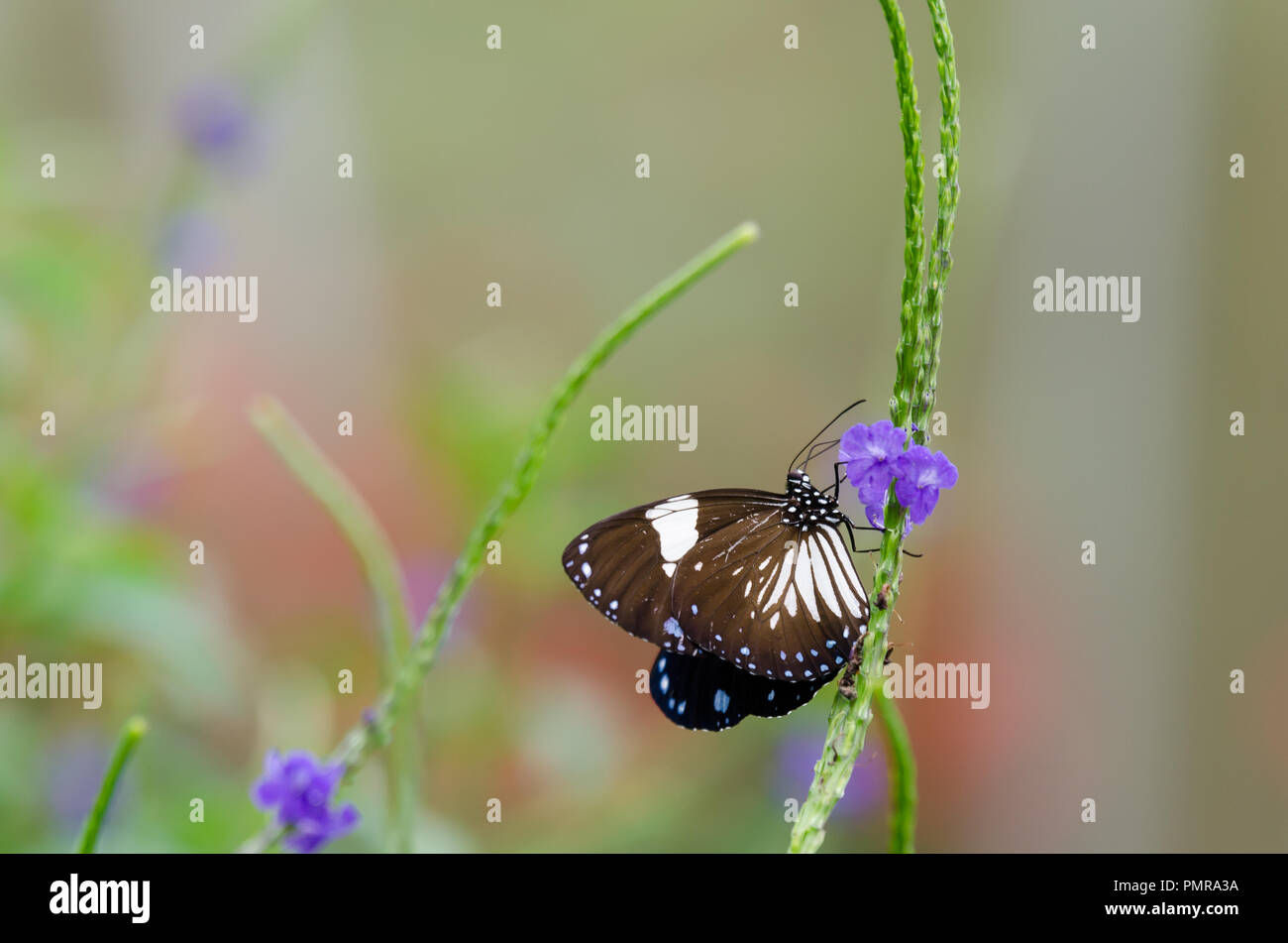Beautiful butterfly resting on the flower in the garden Stock Photo - Alamy