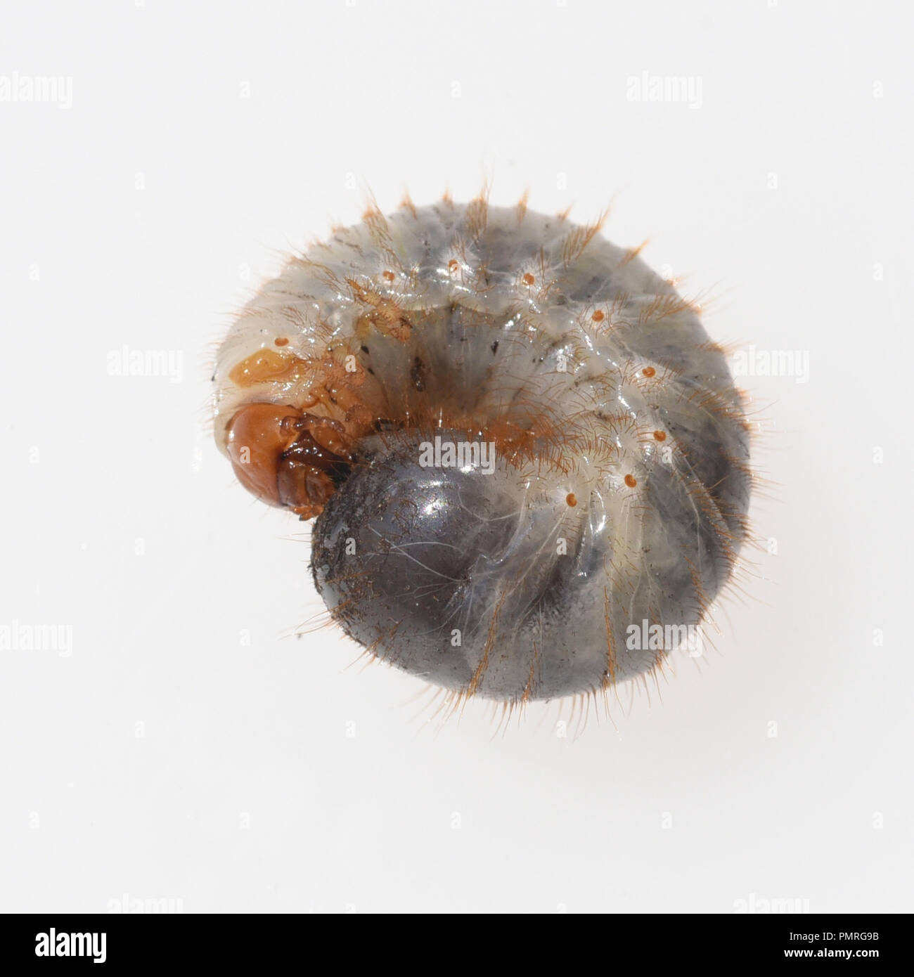 Engerling Hi res Stock Photography And Images Alamy